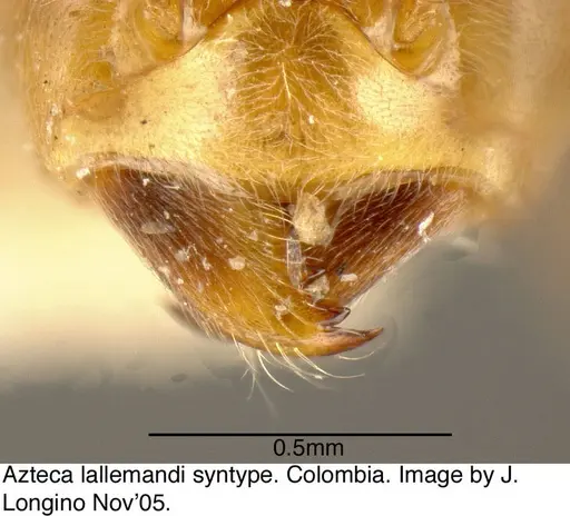 Azteca lallemandi - JTL073593