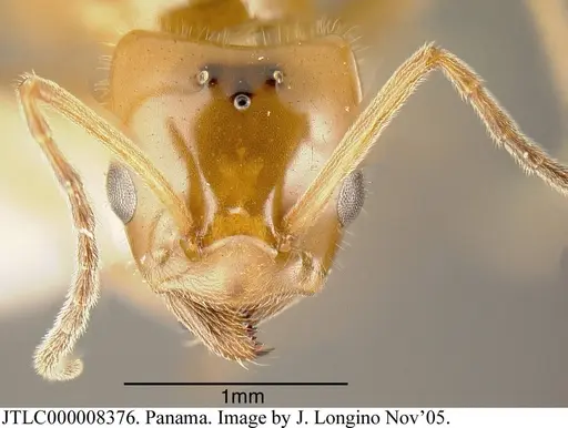 Azteca lallemandi - JTLC000008376