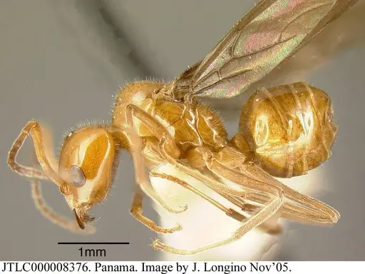 Azteca lallemandi - JTLC000008376