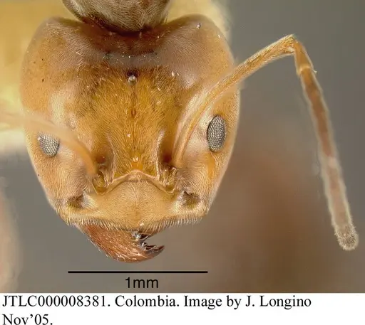 Azteca lallemandi - JTLC000008381