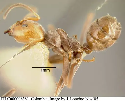 Azteca lallemandi - JTLC000008381