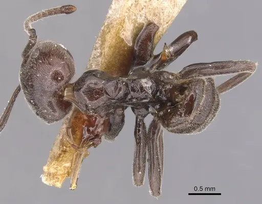 Azteca lanuginosa specimen