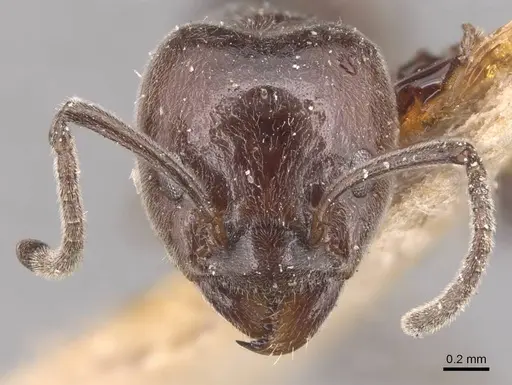 Azteca lanuginosa specimen