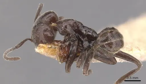 Azteca lanuginosa specimen