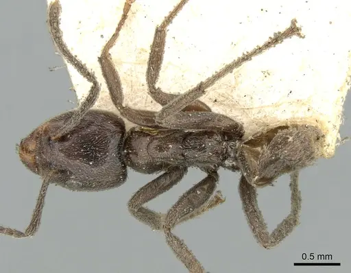 Azteca lanuginosa - CASENT0906238