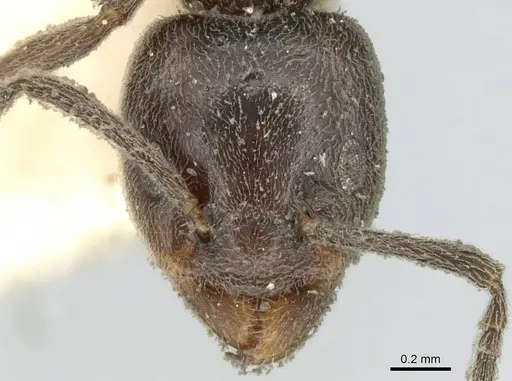 Azteca lanuginosa - CASENT0906238