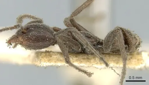 Azteca lanuginosa - CASENT0906238