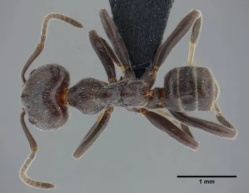 Azteca lanuginosa - UFV-LABECOL-000274