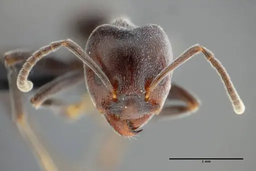 Azteca lanuginosa - UFV-LABECOL-000274