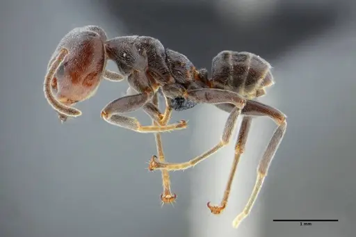 Azteca lanuginosa - UFV-LABECOL-000274