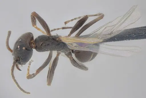 Azteca lanuginosa - UFV-LABECOL-001973