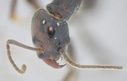 Azteca lanuginosa - UFV-LABECOL-001973