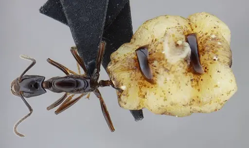 Azteca lanuginosa - UFV-LABECOL-007525