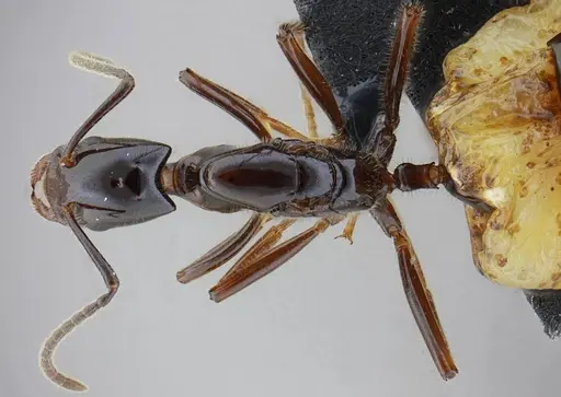 Azteca lanuginosa - UFV-LABECOL-007525