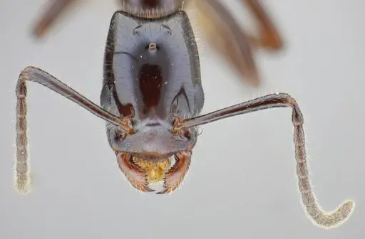 Azteca lanuginosa - UFV-LABECOL-007525