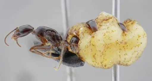 Azteca lanuginosa - UFV-LABECOL-007525