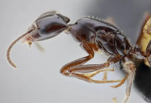 Azteca lanuginosa - UFV-LABECOL-007525