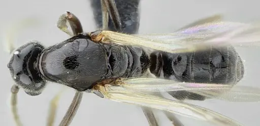 Azteca lanuginosa - UFV-LABECOL-007532