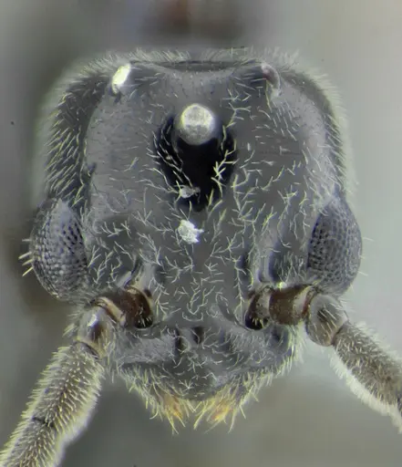 Azteca lanuginosa - UFV-LABECOL-007532