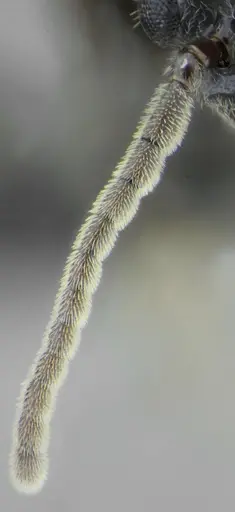 Azteca lanuginosa - UFV-LABECOL-007532