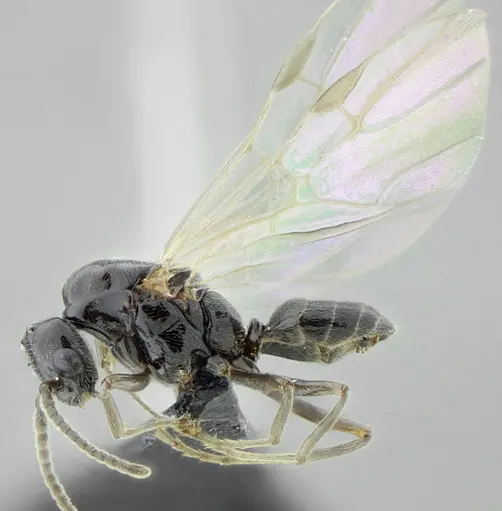 Azteca lanuginosa - UFV-LABECOL-007532