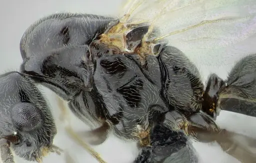 Azteca lanuginosa - UFV-LABECOL-007532