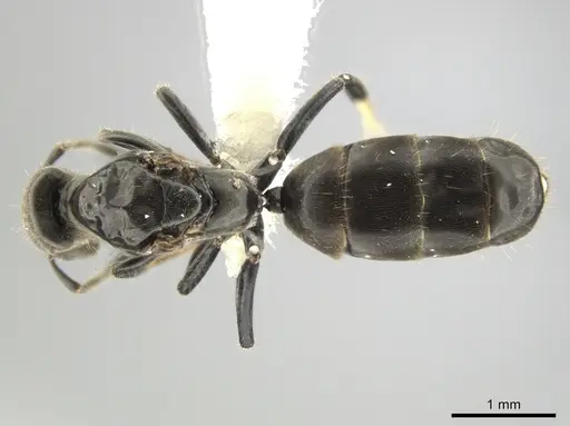 Azteca longiceps specimen