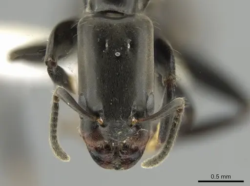 Azteca longiceps specimen