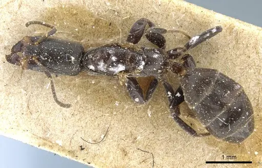 Azteca longiceps - CASENT0905105