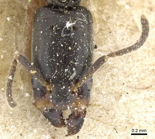 Azteca longiceps - CASENT0905105