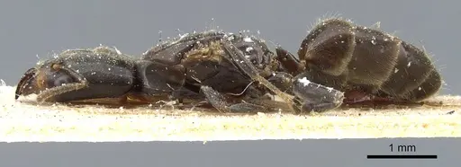 Azteca longiceps - CASENT0905105