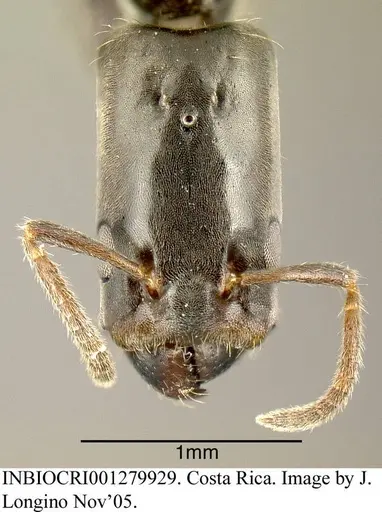 Azteca longiceps - INBIOCRI001279929