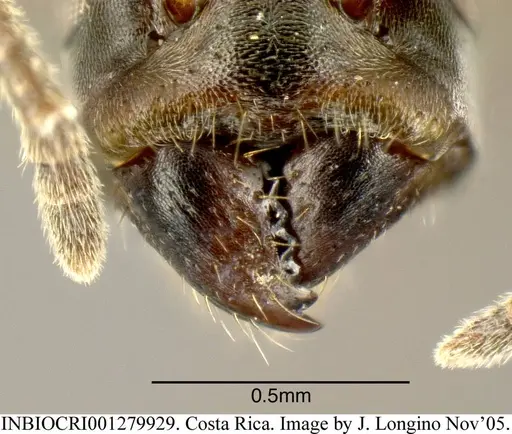 Azteca longiceps - INBIOCRI001279929