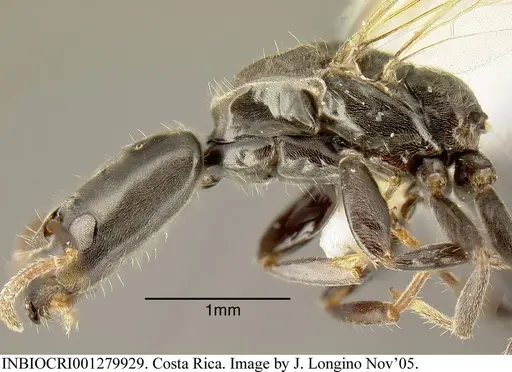 Azteca longiceps - INBIOCRI001279929