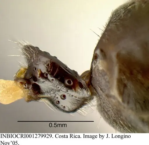 Azteca longiceps - INBIOCRI001279929