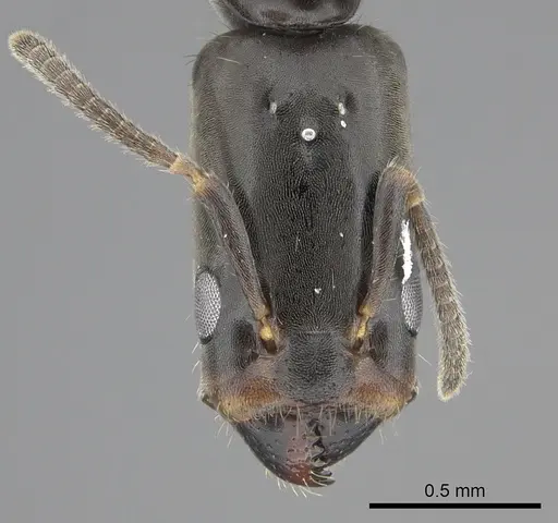 Azteca longiceps - INBIOCRI001279983