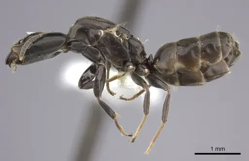 Azteca longiceps - INBIOCRI001279983