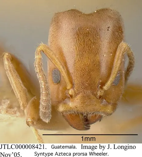 Azteca longiceps - JTLC000008421