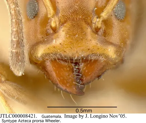 Azteca longiceps - JTLC000008421