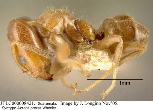 Azteca longiceps - JTLC000008421