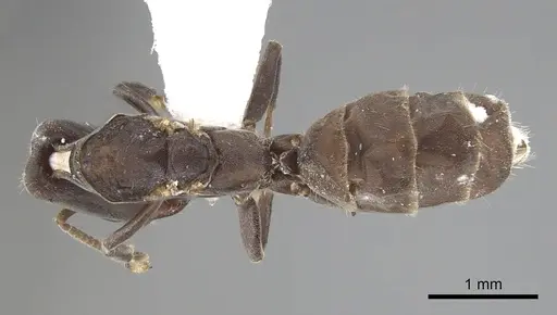 Azteca longiceps - JTLC000009517