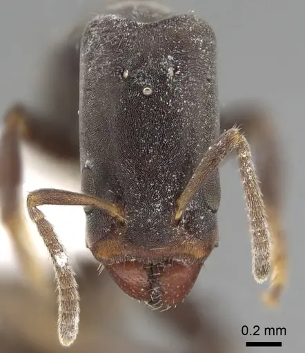 Azteca longiceps - JTLC000009517