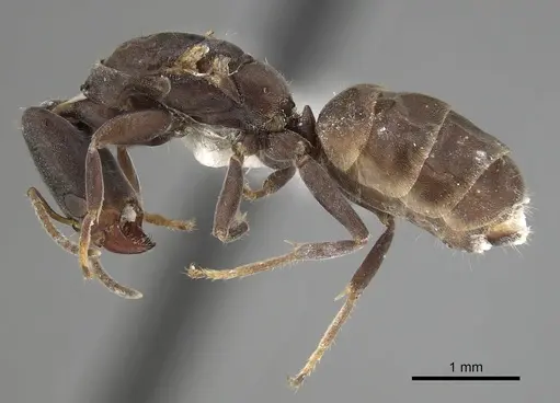 Azteca longiceps - JTLC000009517