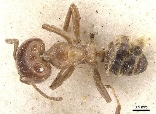 Azteca lucida specimen
