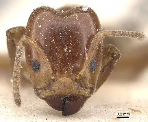 Azteca lucida specimen