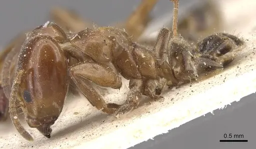 Azteca lucida specimen