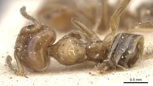 Azteca lucida - CASENT0909589