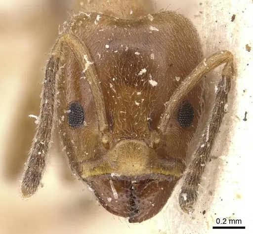 Azteca lucida - CASENT0909589