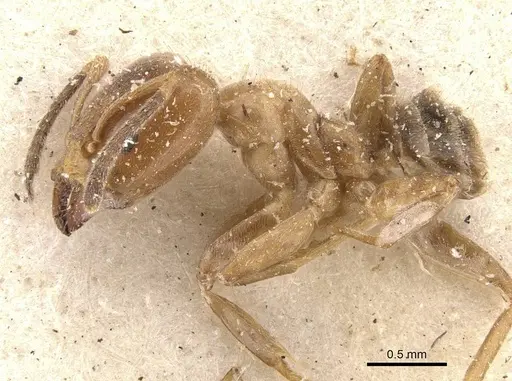 Azteca lucida - CASENT0909589