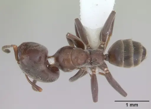 Azteca luederwaldti specimen